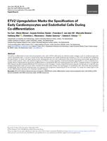 ETV2 upregulation marks the specification of early cardiomyocytes and endothelial cells during co-differentiation