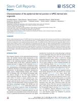 Characterization of the epidermal-dermal junction in hiPSC-derived skin organoids