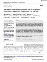 High level of polarized engraftment of porcine intrahepatic cholangiocyte organoids in decellularized liver scaffolds