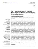 Tsc1 haploinsufficiency leads to Pax2 dysregulation in the developing murine cerebellum