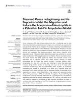 Steamed panax notoginseng and its saponins inhibit the migration and induce the apoptosis of neutrophils in a zebrafish tail-fin amputation model