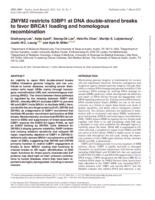 ZMYM2 restricts 53BP1 at DNA double-strand breaks to favor BRCA1 loading and homologous recombination