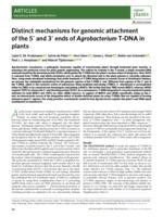 Distinct mechanisms for genomic attachment of the 5 ' and 3 ' ends of Agrobacterium T-DNA in plants