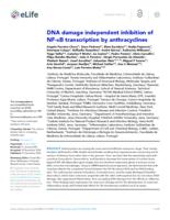 DNA damage independent inhibition of NF-kappa B transcription by anthracyclines
