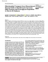 Mitochondrial transport from mesenchymal stromal cells to chondrocytes increases DNA content and proteoglycan deposition In vitro in 3D cultures