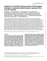 Depletion of the RNA-binding protein PURA triggers changes in posttranscriptional gene regulation and loss of P-bodies