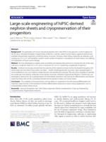 Large-scale engineering of hiPSC-derived nephron sheets and cryopreservation of their progenitors
