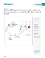 Human iPSC-derived renal organoids engineered to report oxidative stress can predict drug-induced toxicity