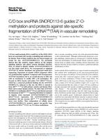 C/D box snoRNA SNORD113-6 guides 2'-O- methylation and protects against site-specific fragmentation of tRNALeu(TAA) in vascular remodeling