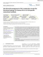 Site-directed mutagenesis of HLA molecules reveals the functional epitope of a human HLA-A1/A36-specific monoclonal antibody