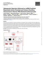 Optogenetic reporters delivered as mRNA facilitate repeatable action potential and calcium handling assessment in human iPSC-derived cardiomyocytes