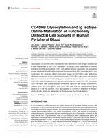 CD45RB glycosylation and Ig isotype define maturation of functionally distinct B cell subsets in human peripheral blood