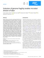 Evolution of genome fragility enables microbial division of labor