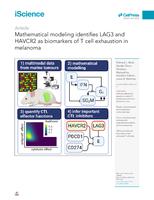 Mathematical modeling identifies LAG3 and HAVCR2 as biomarkers of T cell exhaustion in melanoma