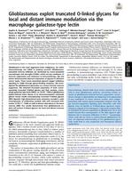 Glioblastomas exploit truncated O - linked glycans for local and distant immune modulation via the macrophage galactose-type lectin