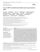 Loss of ARNT in skeletal muscle limits muscle regeneration in aging