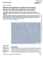Neutral endopeptidase inhibitors blunt kidney fibrosis by reducing myofibroblast formation
