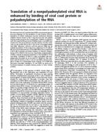 Translation of a nonpolyadenylated viral RNA is enhanced by binding of viral coat protein or polyadenylation of the RNA