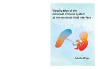 Visualization of the maternal immune system at the maternal-fetal interface
