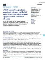 cAMP signalling protects proximal tubular epithelial cells from cisplatin-induced apoptosis via activation of Epac