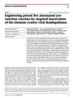 Engineering potent live attenuated coronavirus vaccines by targeted inactivation of the immune evasive viral deubiquitinase