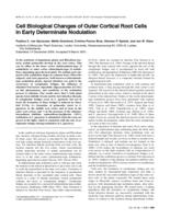 Cell Biological Changes of Outer Cortical Root Cells in Early Determinate Nodulation