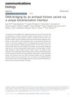 DNA-bridging by an archaeal histone variant via a unique tetramerisation interface