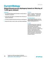 Global Brassicaceae phylogeny based on filtering of 1,000 gene dataset