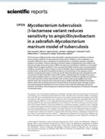 Mycobacterium tuberculosis β-lactamase variant reduces sensitivity to ampicillin/avibactam in a zebrafish-Mycobacterium marinum model of tuberculosis