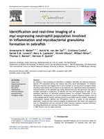 Identification and real-time imaging of a myc-expressing neutrophil population during inflammation and mycobacterial granuloma formation in zebrafish