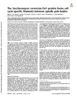 The  Saccharomyces cerevisiae Fin 1 protein forms cell cycle-specific filaments between yeast spindle pole bodies