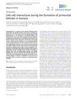 Cell-cell interactions during the formation of primordial follicles in humans