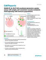 QUAS-R: An SLC1A5-mediated glutamine uptake assay with single-cell resolution reveals metabolic heterogeneity with immune populations