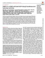 PARP14 is a PARP with both ADP-ribosyl transferase and hydrolase activities