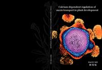 Calcium-dependent regulation of auxin transport in plant development