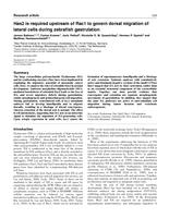 Has2 is required upstream of Rac1 to govern dorsal migration of lateral cells during zebrafish gastrulation