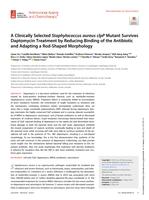 A clinically selected Staphylococcus aureus clpP mutant survives daptomycin treatment by reducing binding of the antibiotic and adapting a rod-shaped morphology