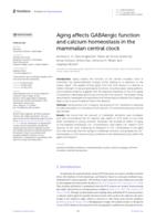 Aging affects GABAergic function and calcium homeostasis in the mammalian central clock