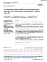 Both perimenstrual and nonperimenstrual migraine days respond to anti-calcitonin gene-related peptide (receptor) antibodies