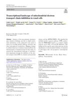 Transcriptional landscape of mitochondrial electron transport chain inhibition in renal cells