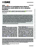 Gut microbiomes of cycad-feeding insects tolerant to β-methylamino-L-alanine (BMAA) are rich in siderophore biosynthesis