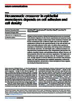 Hexanematic crossover in epithelial monolayers depends on cell adhesion and cell density