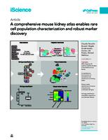 A comprehensive mouse kidney atlas enables rare cell population characterization and robust marker discovery