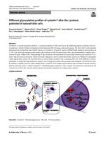 Different glycosylation profiles of cystatin F alter the cytotoxic potential of natural killer cells