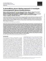 A photoaffinity glycan-labeling approach to investigate immunoglobulin glycan-binding partners