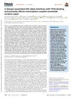 A disease-associated XPA allele interferes with TFIIH binding and primarily affects transcription-coupled nucleotide excision repair