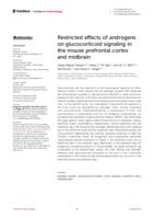 Restricted effects of androgens on glucocorticoid signaling in the mouse prefrontal cortex and midbrain