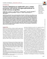 Invasive Staphylococcus epidermidis uses a unique processive wall teichoic acid glycosyltransferase to evade immune recognition