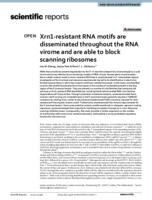 Xrn1-resistant RNA motifs are disseminated throughout the RNA virome and are able to block scanning ribosomes