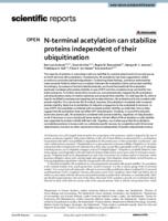 N-terminal acetylation can stabilize proteins independent of their ubiquitination